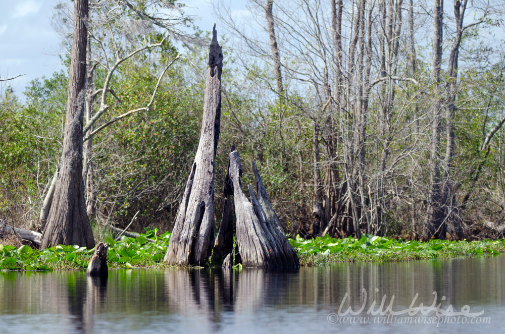 Cypress Stump, Spatterdock, Okefenokee Swamp National Wildlife Refuge Picture