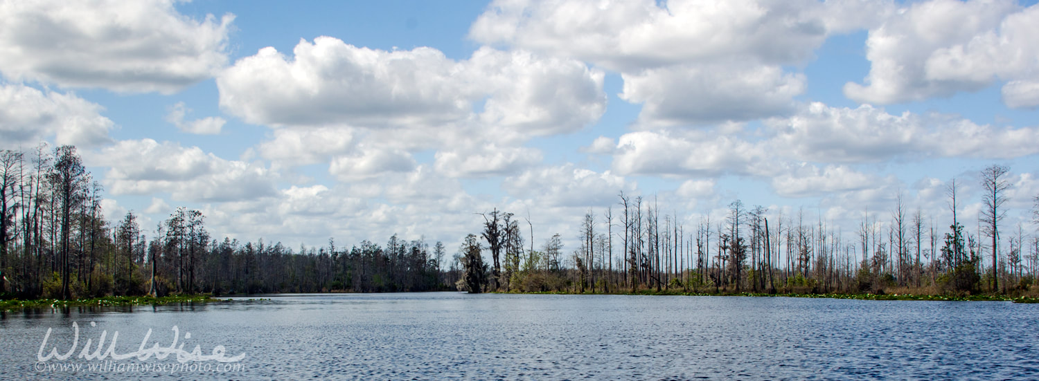 Billy's Lake Okefenokee Swamp Picture