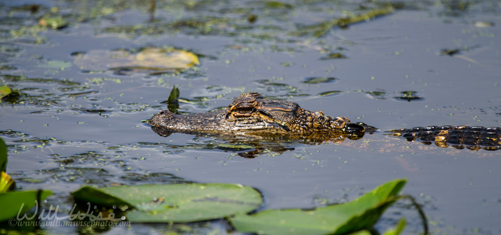 Baby American Alligator, Okefenokee Swamp National Wildlife Refuge Picture