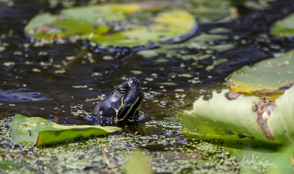 Pond Slider River Turtle, Okefenokee Swamp National Wildlife Refuge Picture