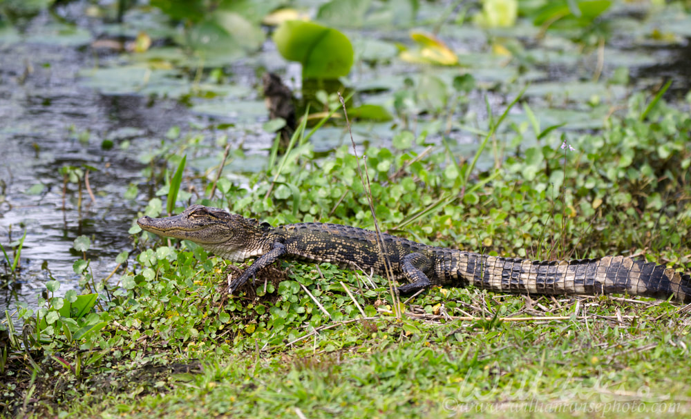Baby American Alligator Picture