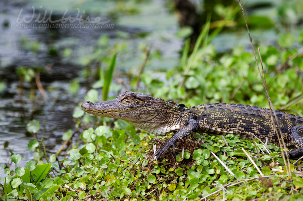 Baby American Alligator, Okefenokee Swamp National Wildlife Refuge Picture