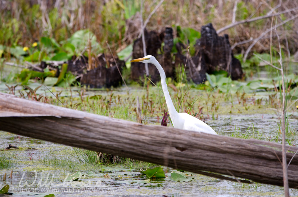 Great Egret heron in the swamp Picture