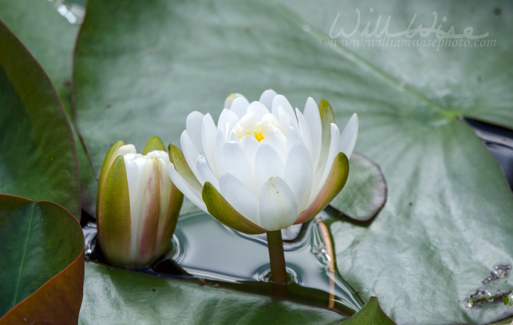 Okefenokee Water Lily Picture