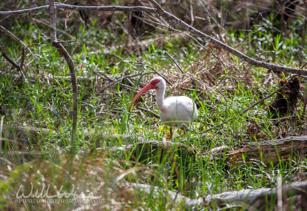 American White Ibis bird, Okefenokee Swamp National Wildlife Refuge Picture