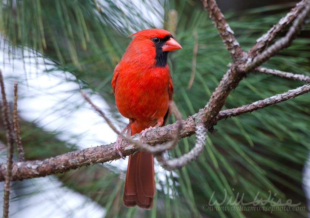 Red Northern Cardinal bird Picture