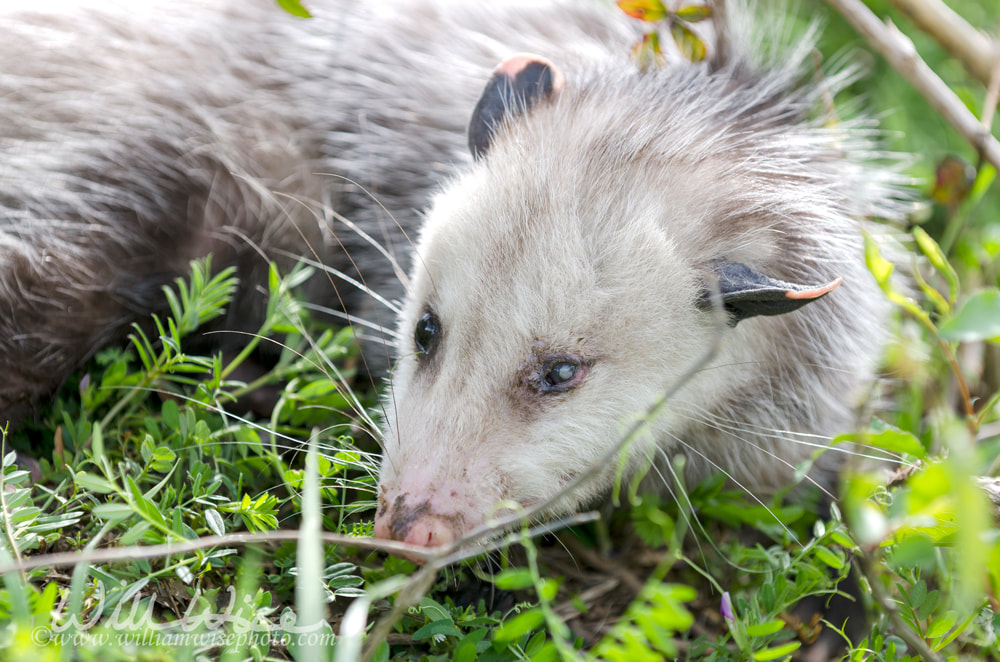 Sick Virginia Opossum Picture