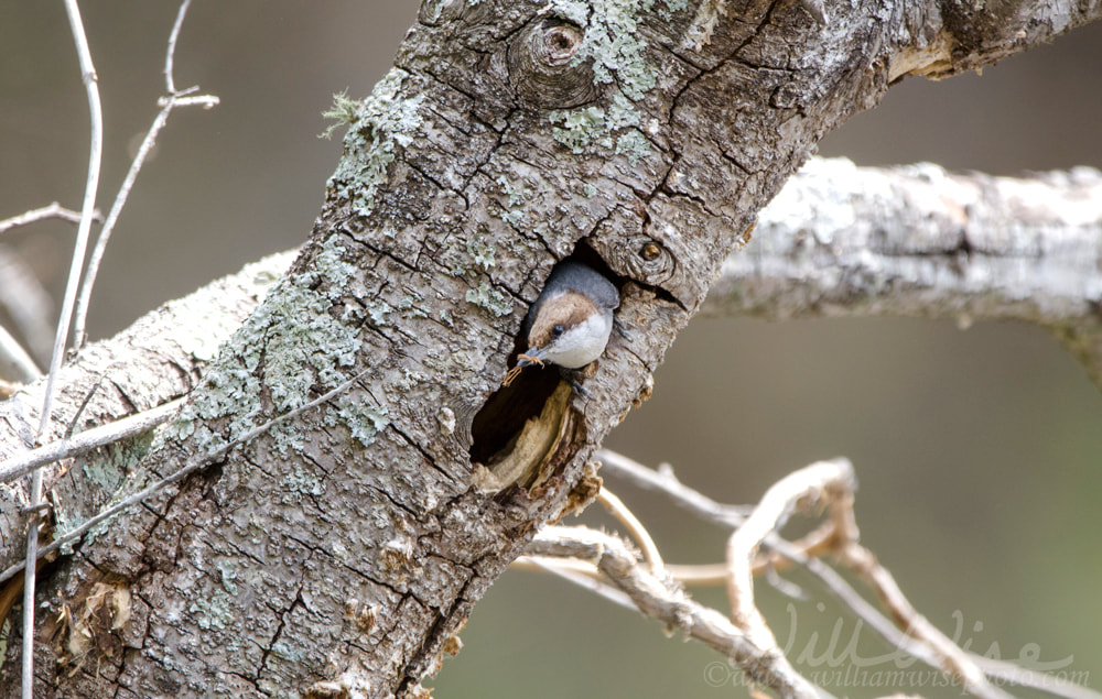 Brown-headed Nuthatch bird Picture