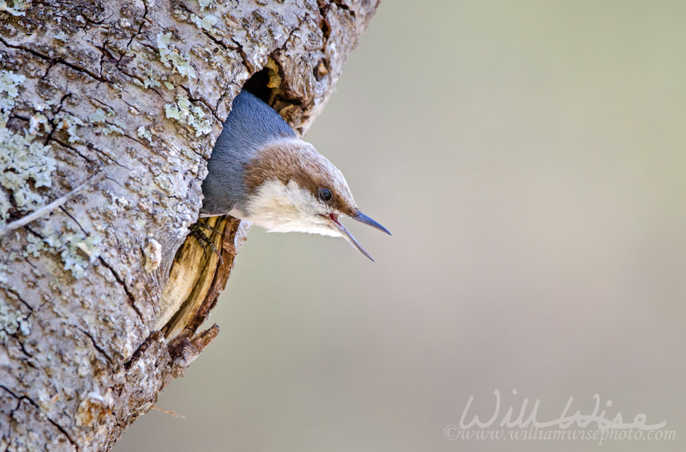 Brown-headed Nuthatch Nest Cavity Picture