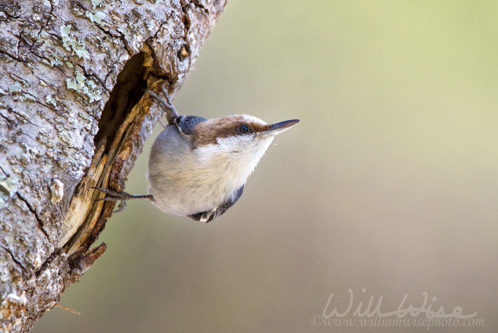 Brown headed Nuthatch bird nest Picture