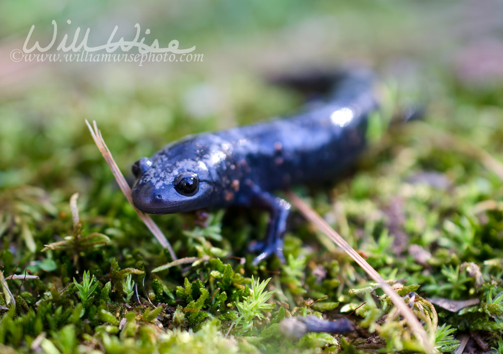 Marbled Salamander amphibian Picture