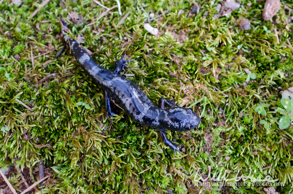 Marbled Salamander amphibian Picture