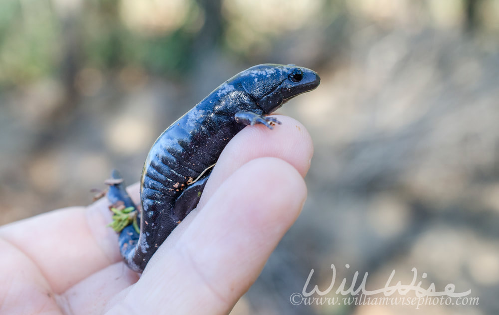 Marbled Salamander amphibian in hand Picture