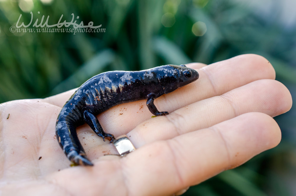 Marbled Salamander amphibian in hand Picture