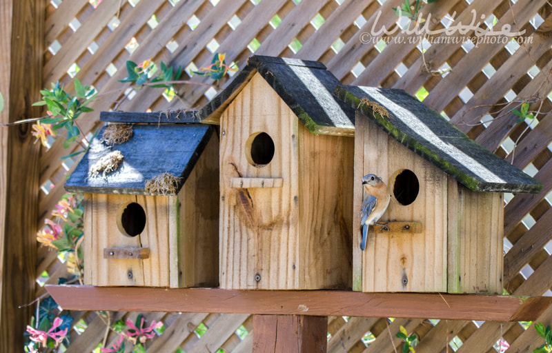 Eastern Bluebird bird nest box garden arbor birdhouses Picture
