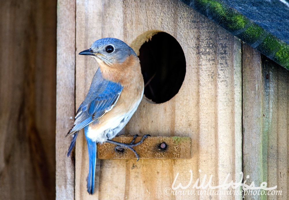 Eastern Bluebird Nest Box Picture
