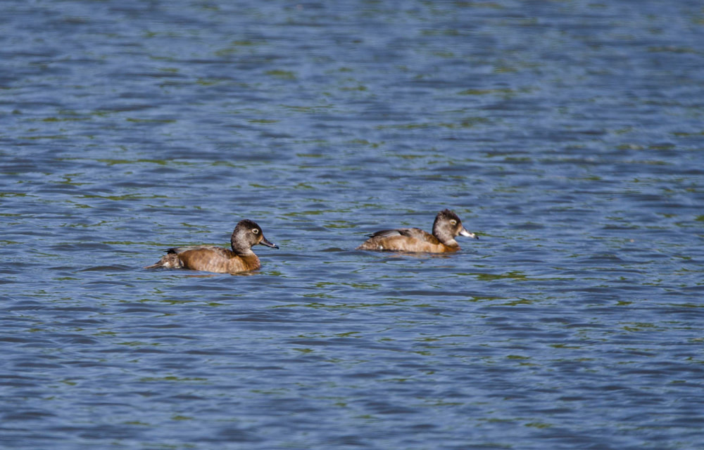 Ring-necked duck Picture