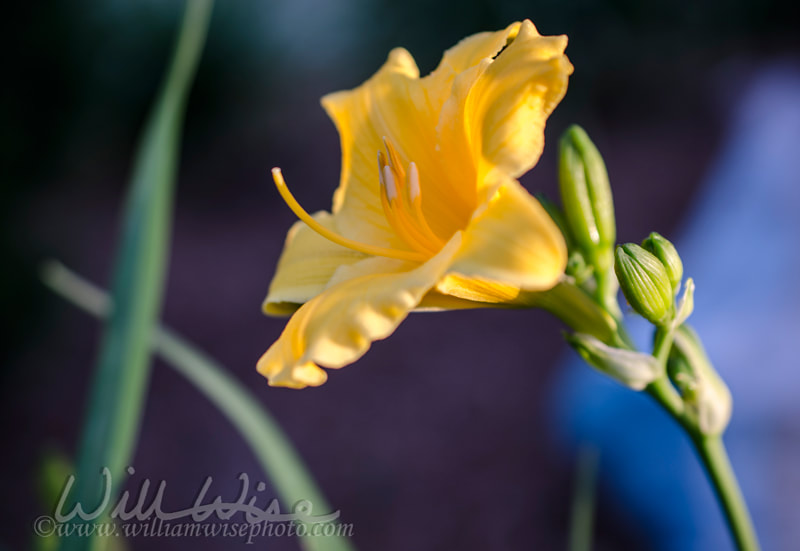 Yellow Day Lily flower Picture