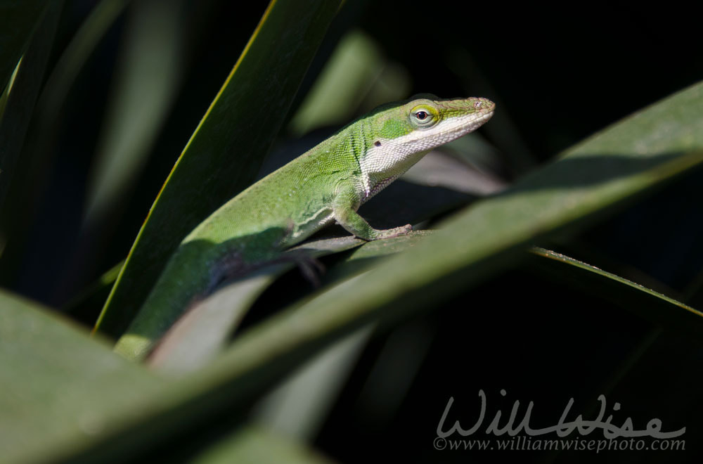 Green Anole lizard Picture