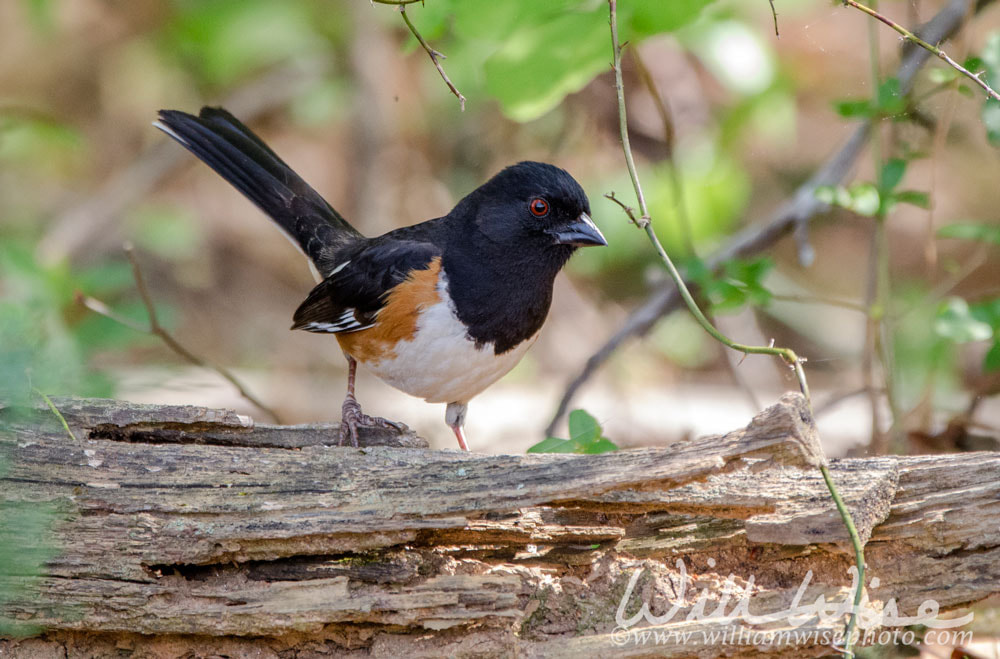 Eastern Rufous Sided Towhee bird Picture