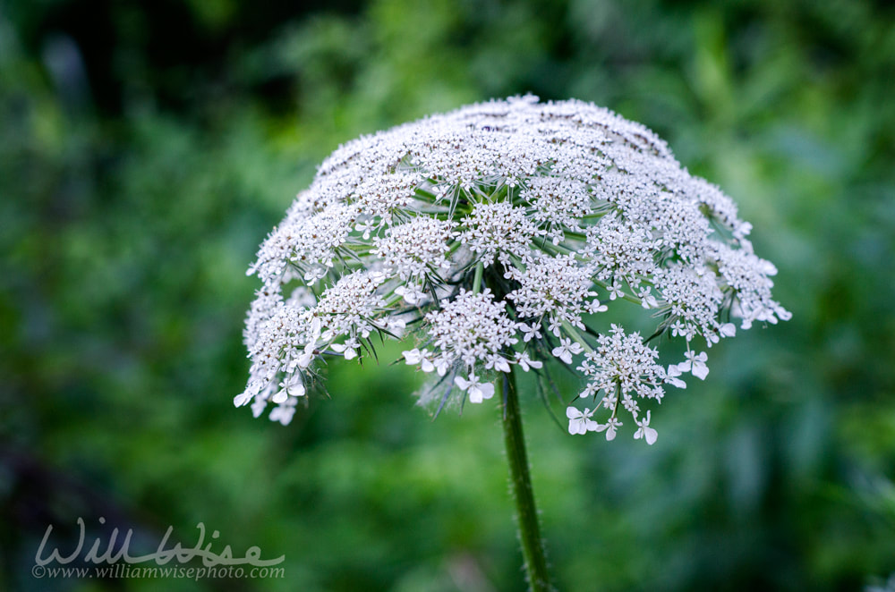 Queen Annes Lace Wildflower Picture