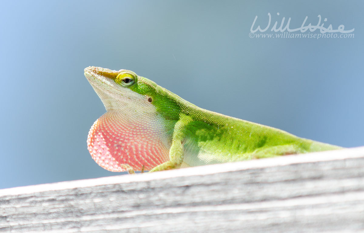 Green Anole Lizard dewlap Picture
