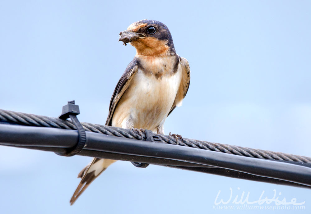 Barn Swallow perched with mud in beak for nest Picture