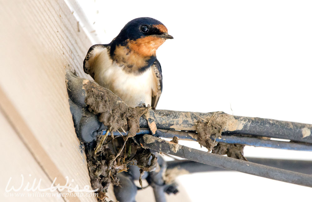 Barn Swallow perched with mud in beak for nest Picture