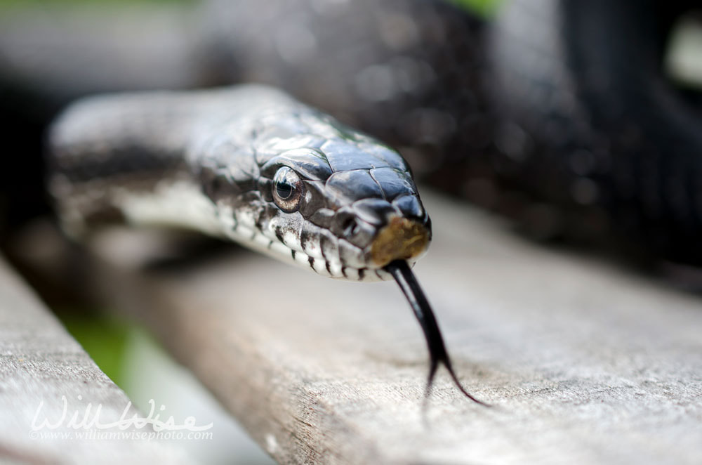 Black Rat Snake forked tongue Picture