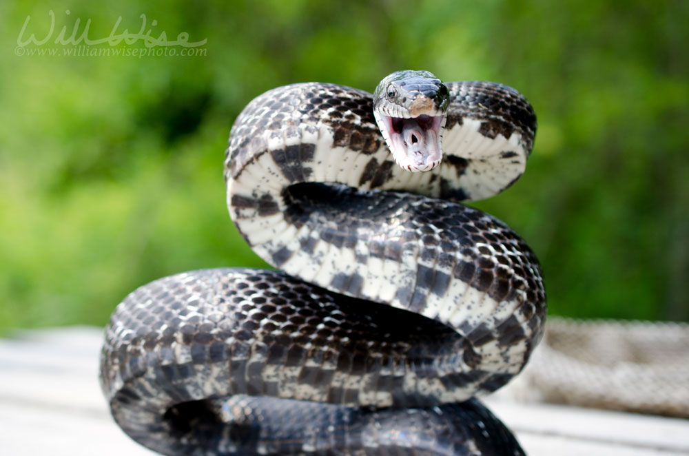 Black Rat Snake coiled to strike Picture