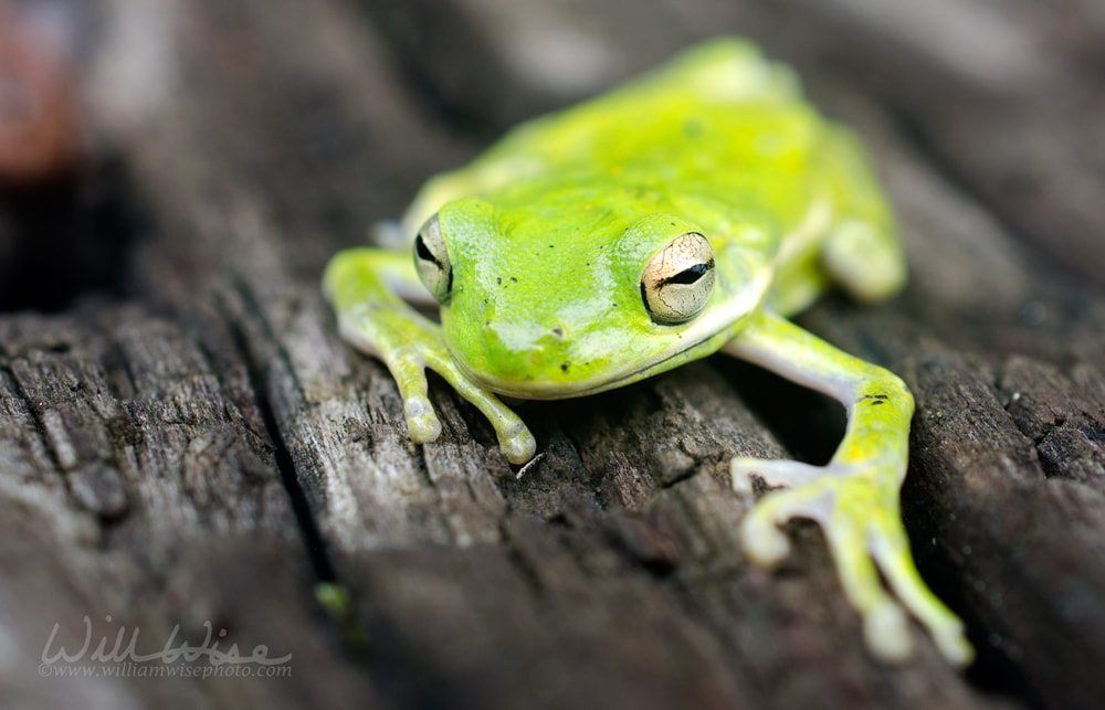American Green Tree Frog, Hyla cinerea Picture