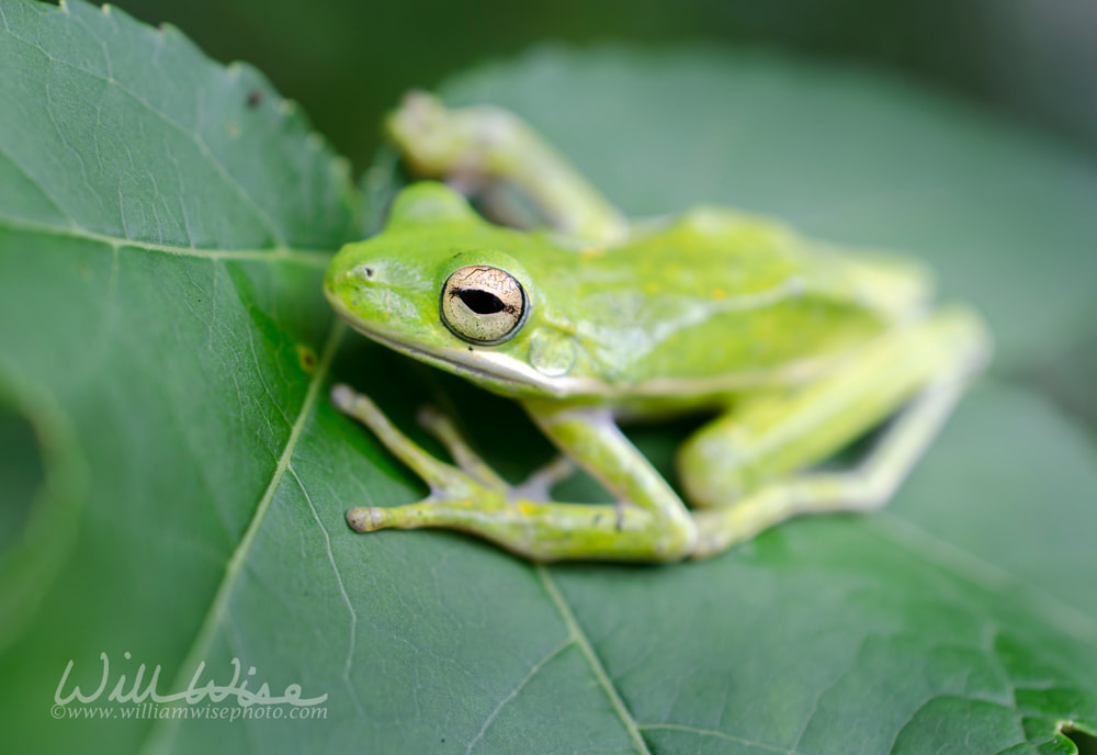 American Green Tree Frog on a Sweetgum leaf, Hyla cinerea Picture