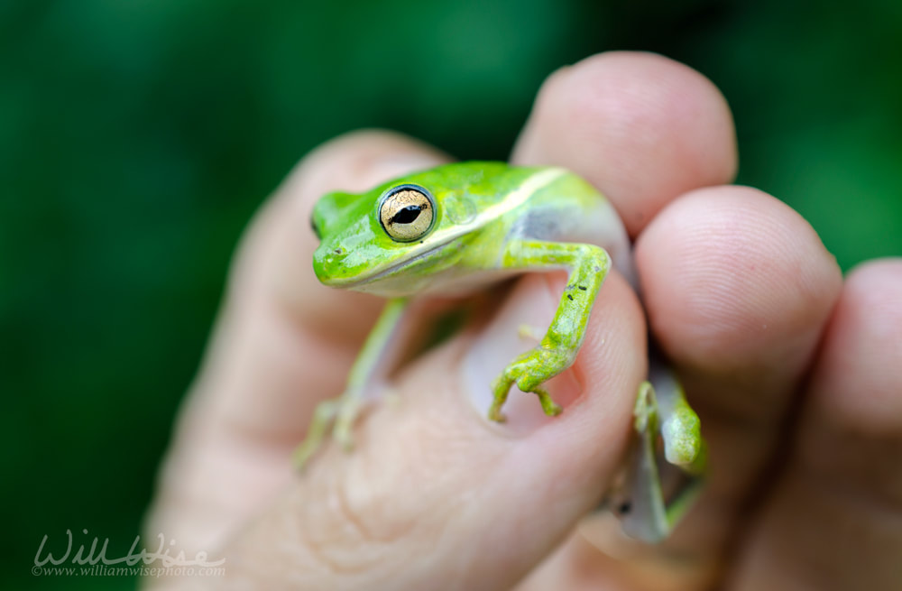 American Green Tree Frog held in hand fingers Picture