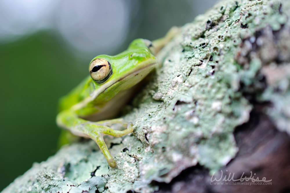 American Green Tree Frog on moss branch Picture
