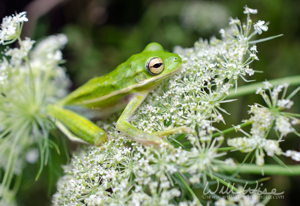 American Green Tree Frog on Queen Anne`s Lace flower Picture
