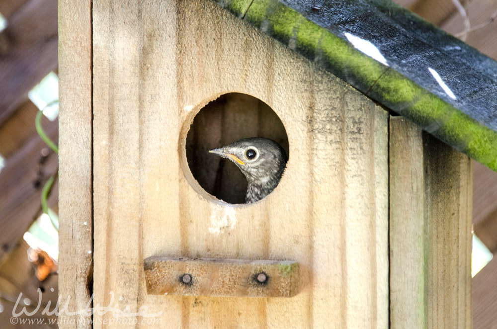 Eastern Bluebird Fledgling peeking from birdhouse nest box Picture