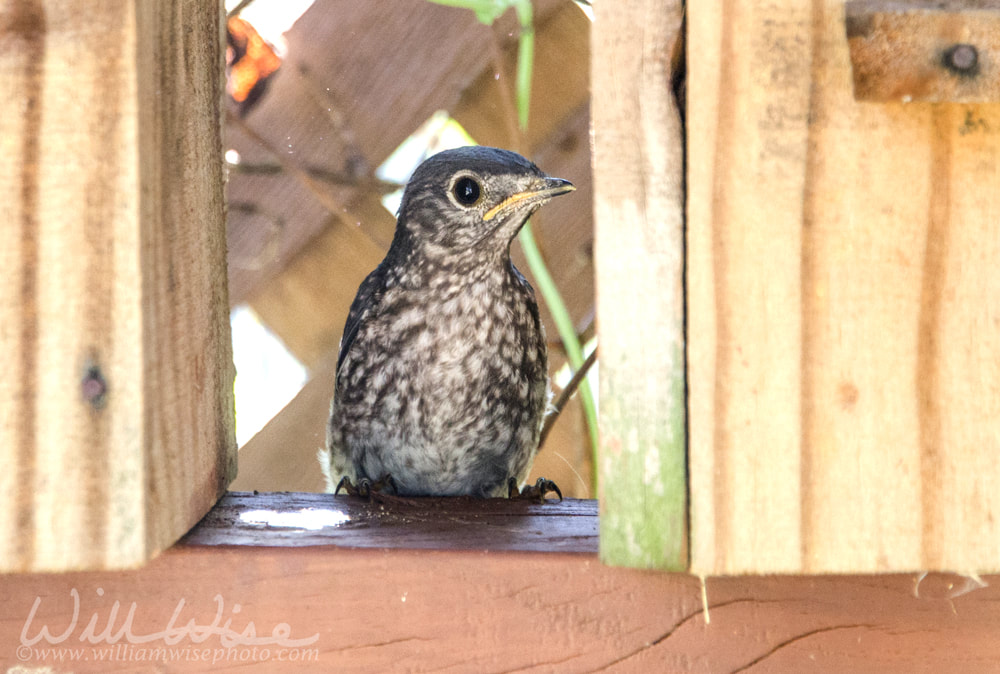 Baby Eastern Bluebird songbird fledgling sitting by birdhouse Picture