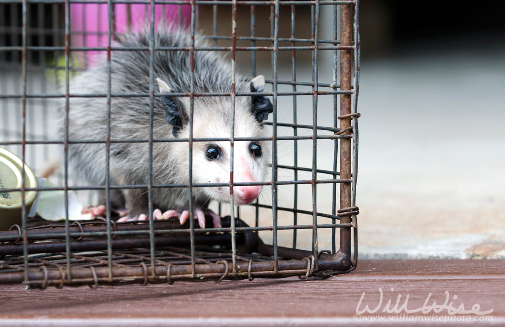Virginia Opossum juvenile in humane raccoon cage trap Picture