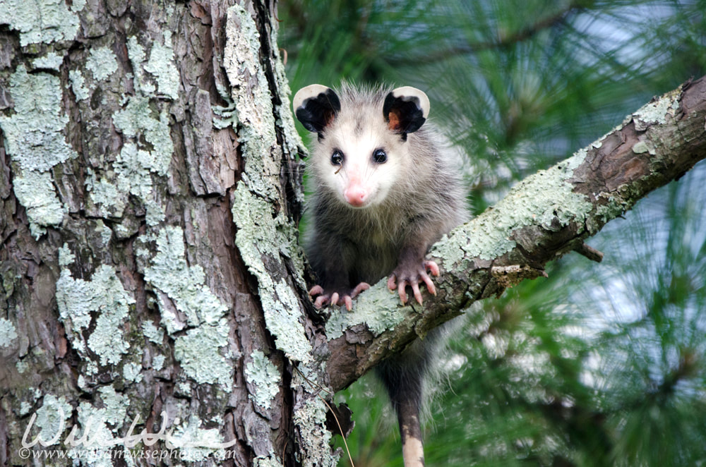 Virginia Opossum juvenile in tree Picture