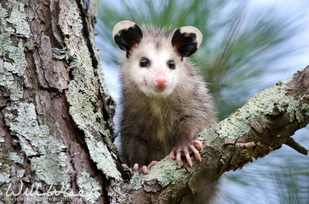 Virginia Opossum juvenile in tree Picture