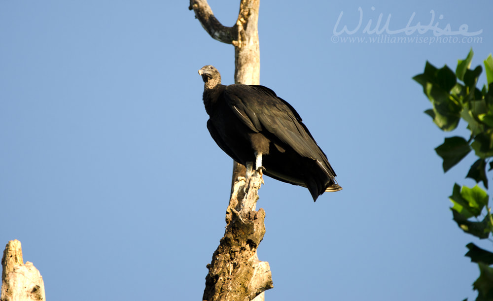 Black Vulture Roost Picture