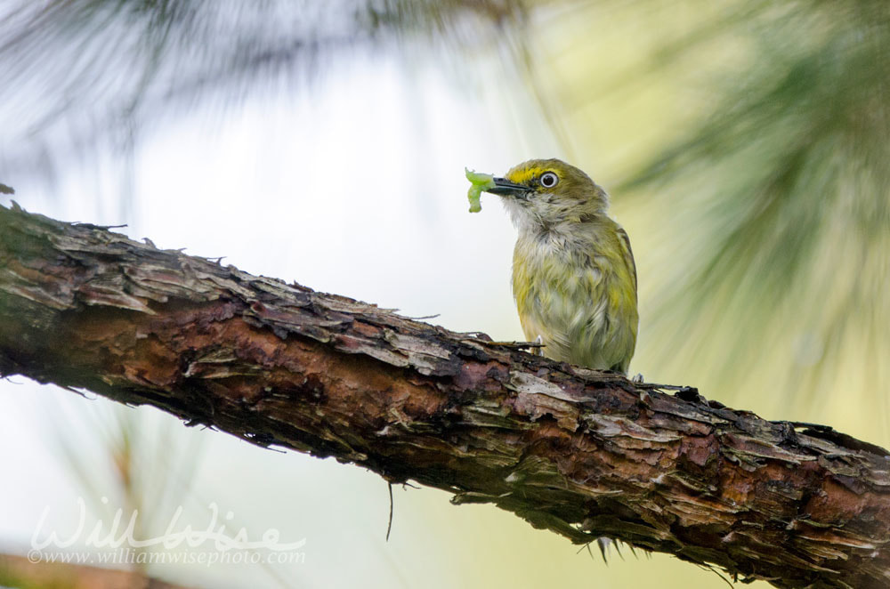 White-eyed Vireo Picture