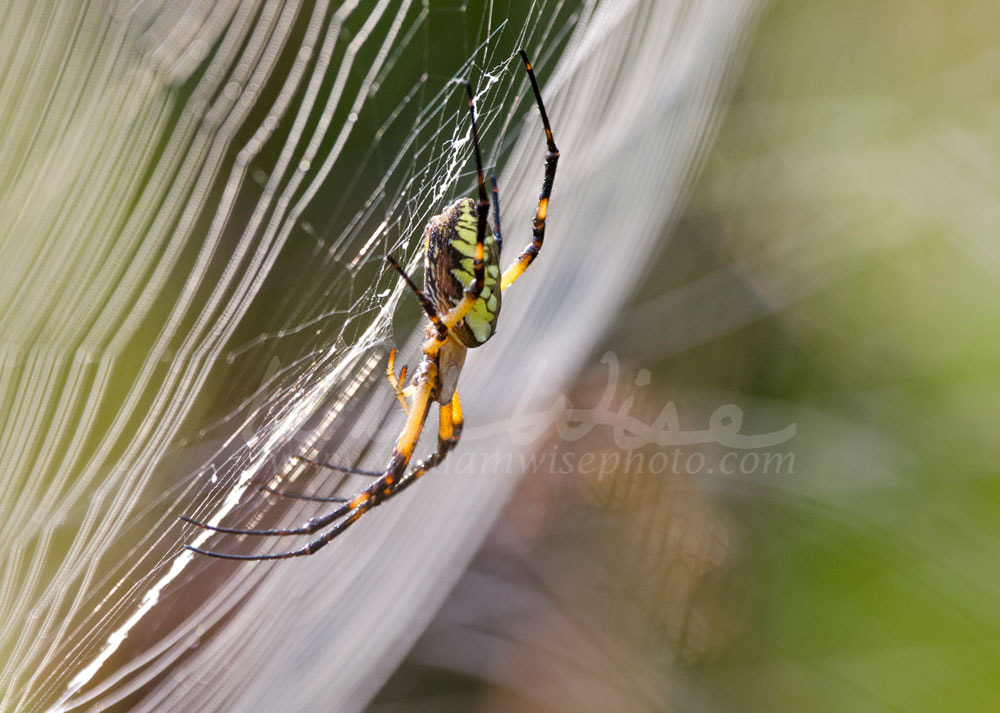 Spider Web Yellow Garden Zipper Spider Picture