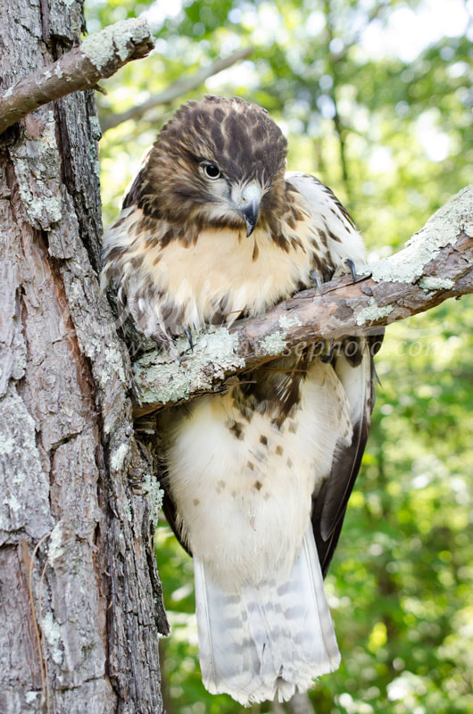 Raptor Bird of Prey, Juvenile Red Tailed Hawk Picture
