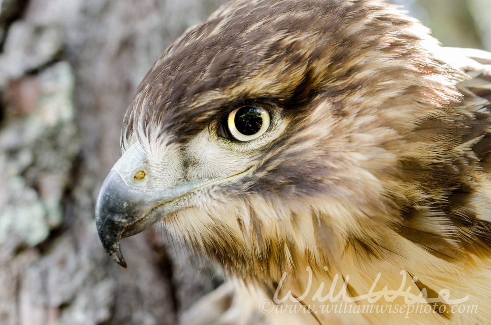 Juvenile Red-tailed Hawk Portrait Picture