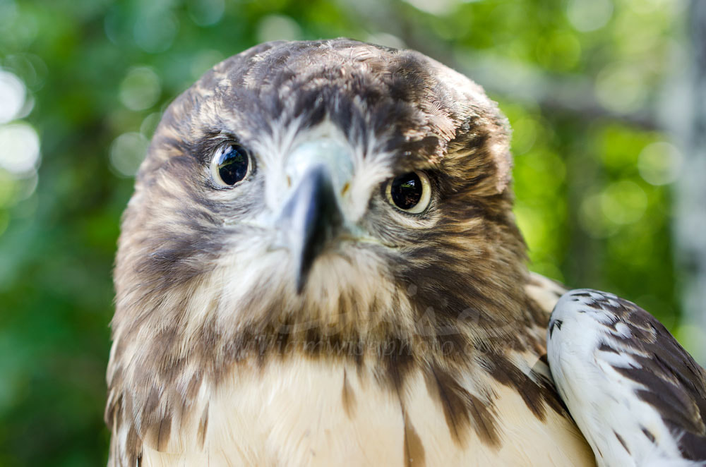 Raptor Bird of Prey, Juvenile Red Tailed Hawk profile Picture