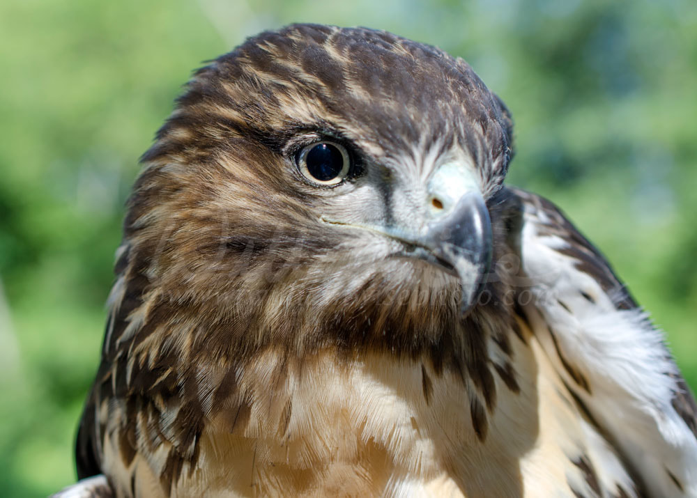 Eagle Eye, Red Tailed Hawk profile Picture