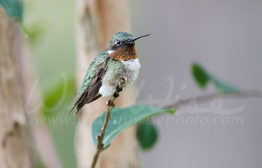 Male red throat Ruby-throated Hummingbird Picture