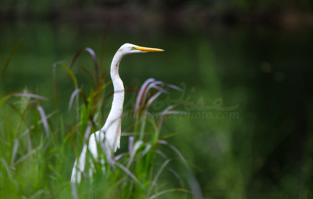 White Great Egret wading bird Picture