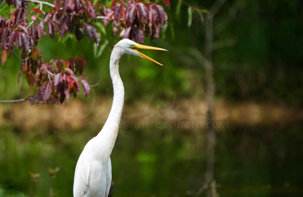 White Great Egret wading bird beak open Picture